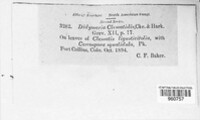 Image of Marssonina clematidicola